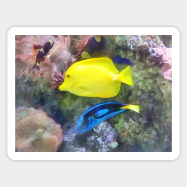 Fish - Yellow and Blue Tang Fish Sticker by SusanSavad